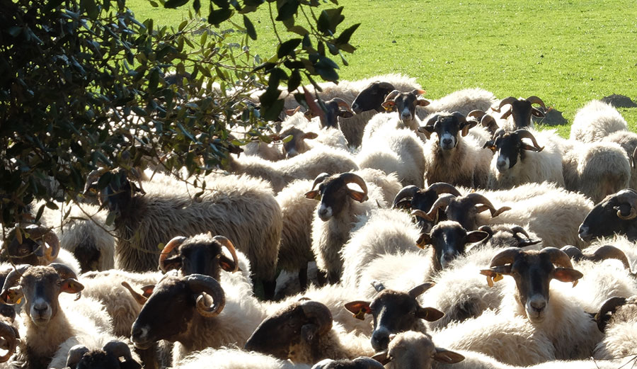 moutons dans la Sierra